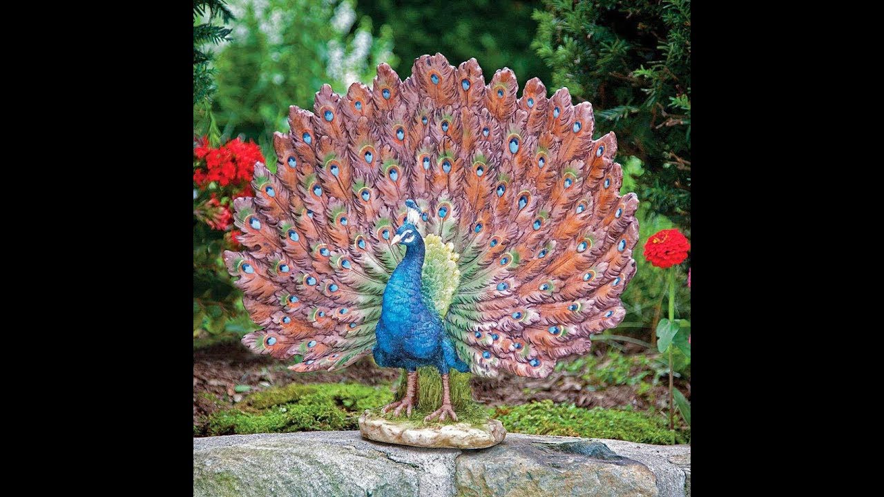 Awesome Rare Peacock Image Pictures Photos