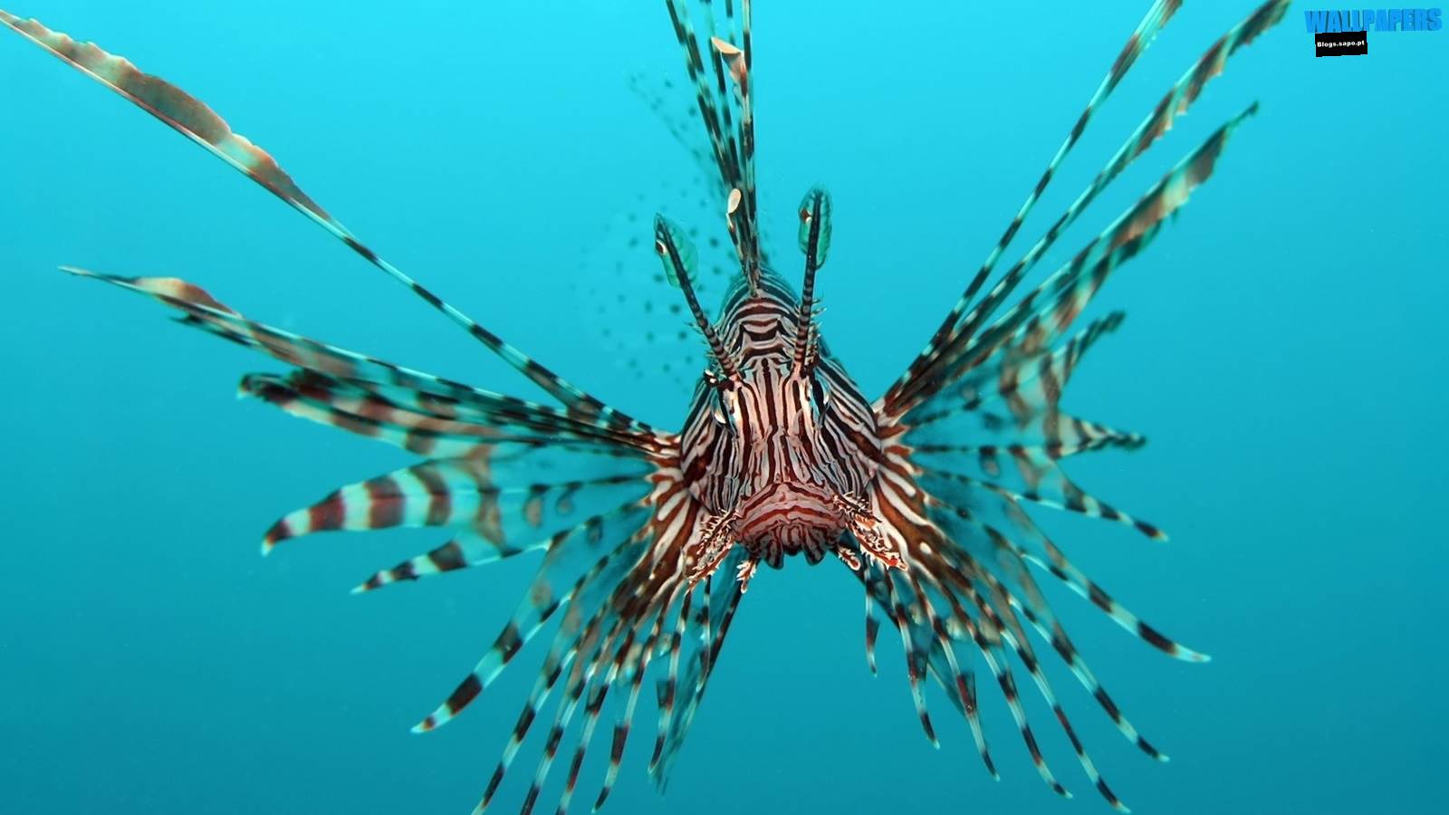 Red Lionfish Wallpaper HD