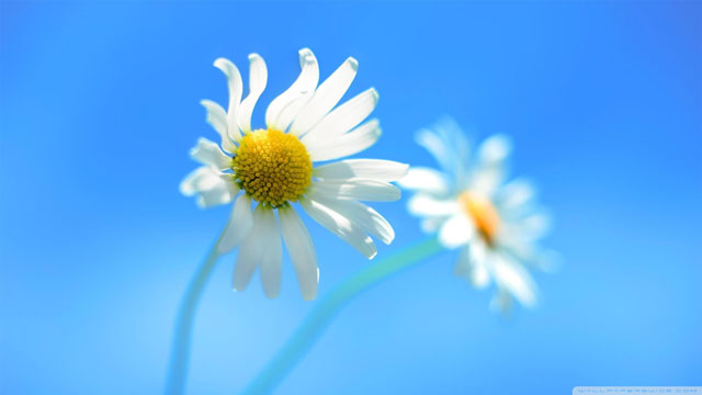 Microsoft chose a simple flower image for Windows 8