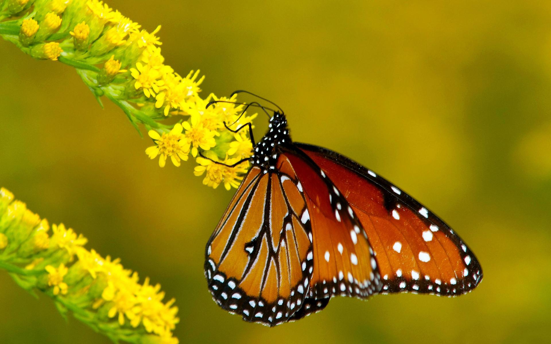 Monarch Butterflies On Flowers 1920x1200 6647 HD Wallpaper Res