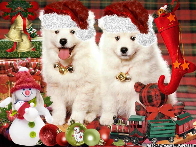 Cute Puppy Wallpaper Christmas Christmas Puppies Wallpaper