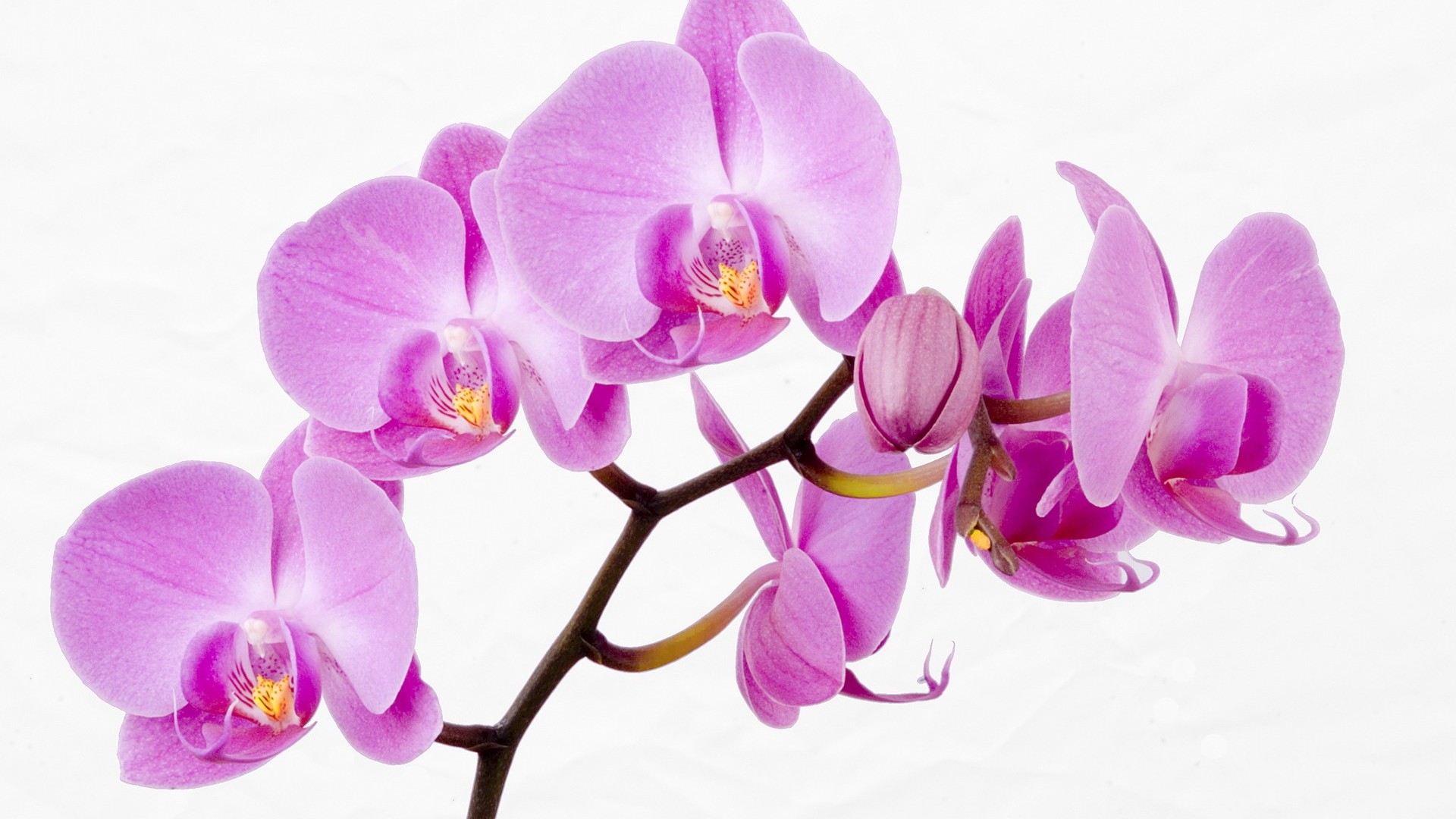 Orchids Desktop Background Wallpaper