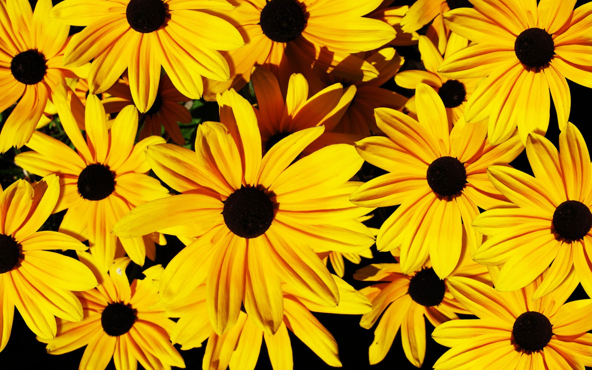 Yellow Flowers Background Wallpaper High Definition