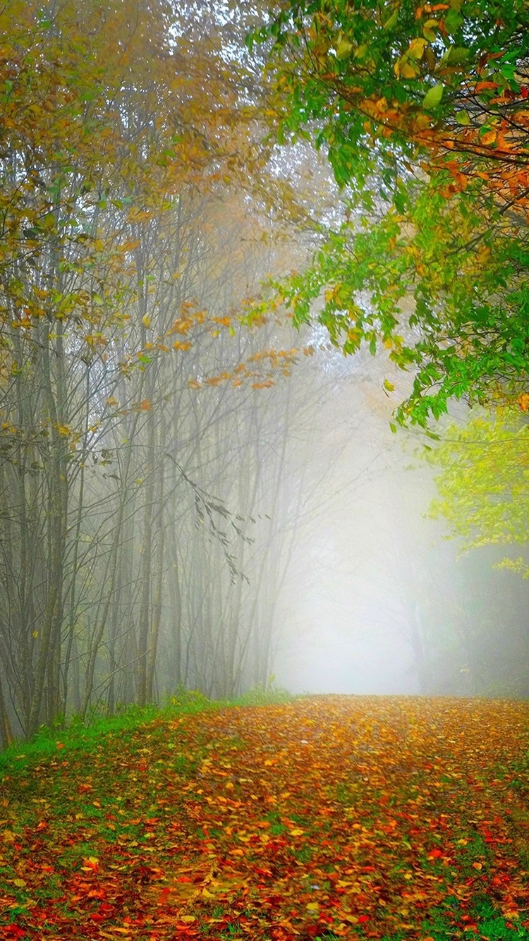 Morning Nature Scenery Forest Trees Colorful Leaves Road