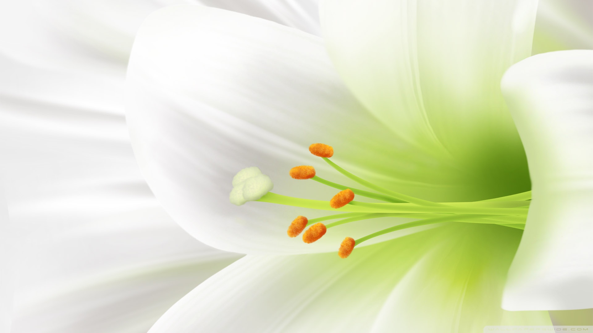 Lily Easter Flower Wallpaper White