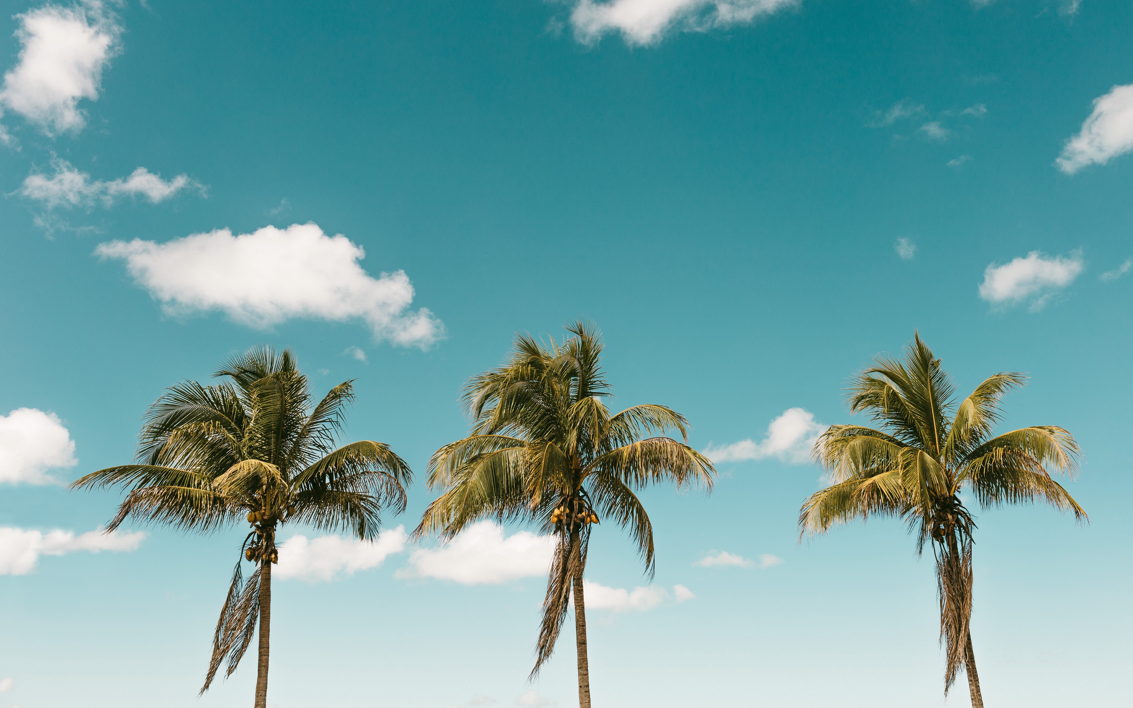 Cloud Sky Nature Palm Tree 4k Ultra HD Wallpaper