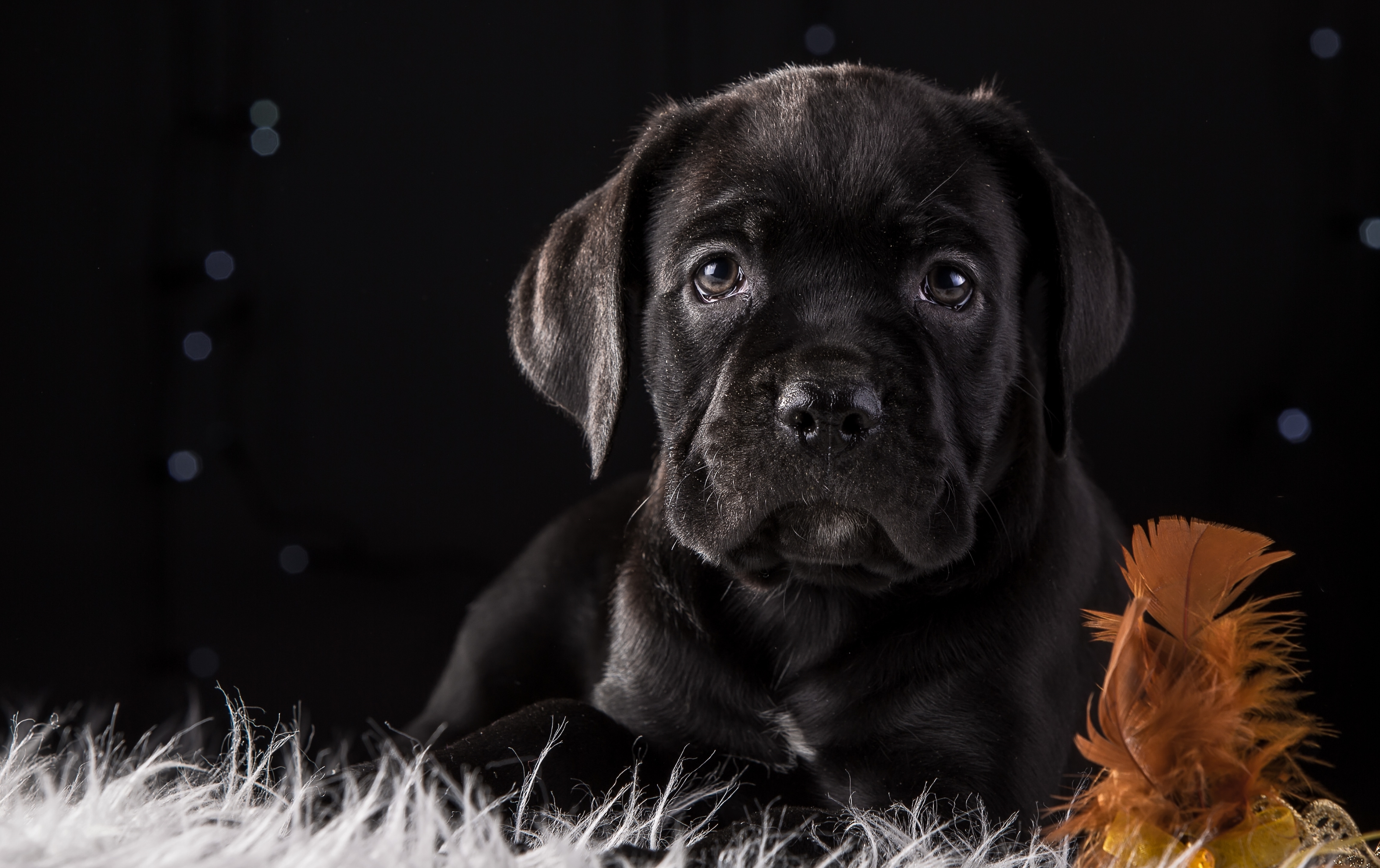 A cute black Cane Corso puppy lies on a soft, white fur rug against a dark background with twinkling lights. It looks directly at the camera with wide, innocent eyes