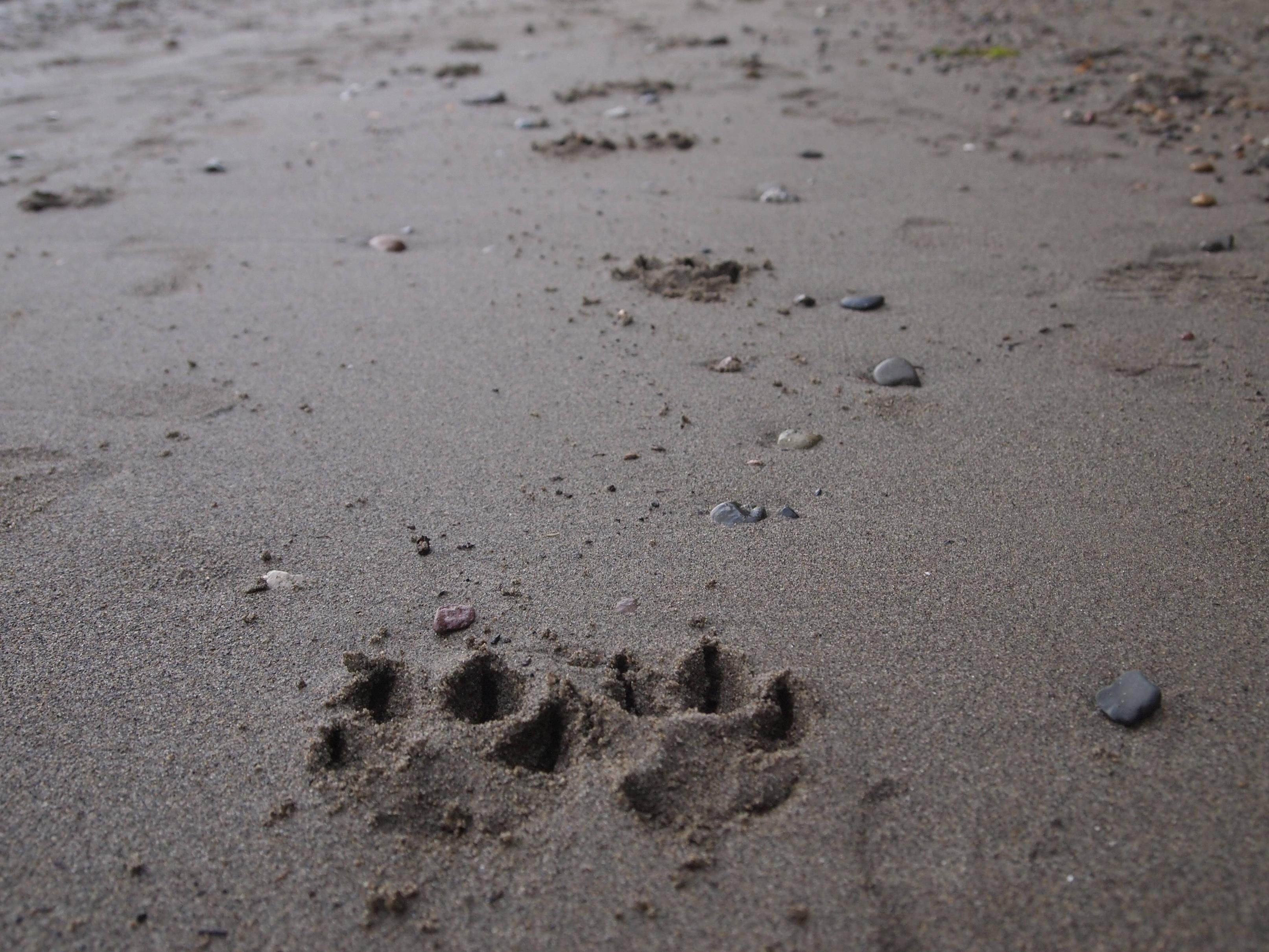 Dog Paw Prints In The Pacific Northwest Taken By Me HD