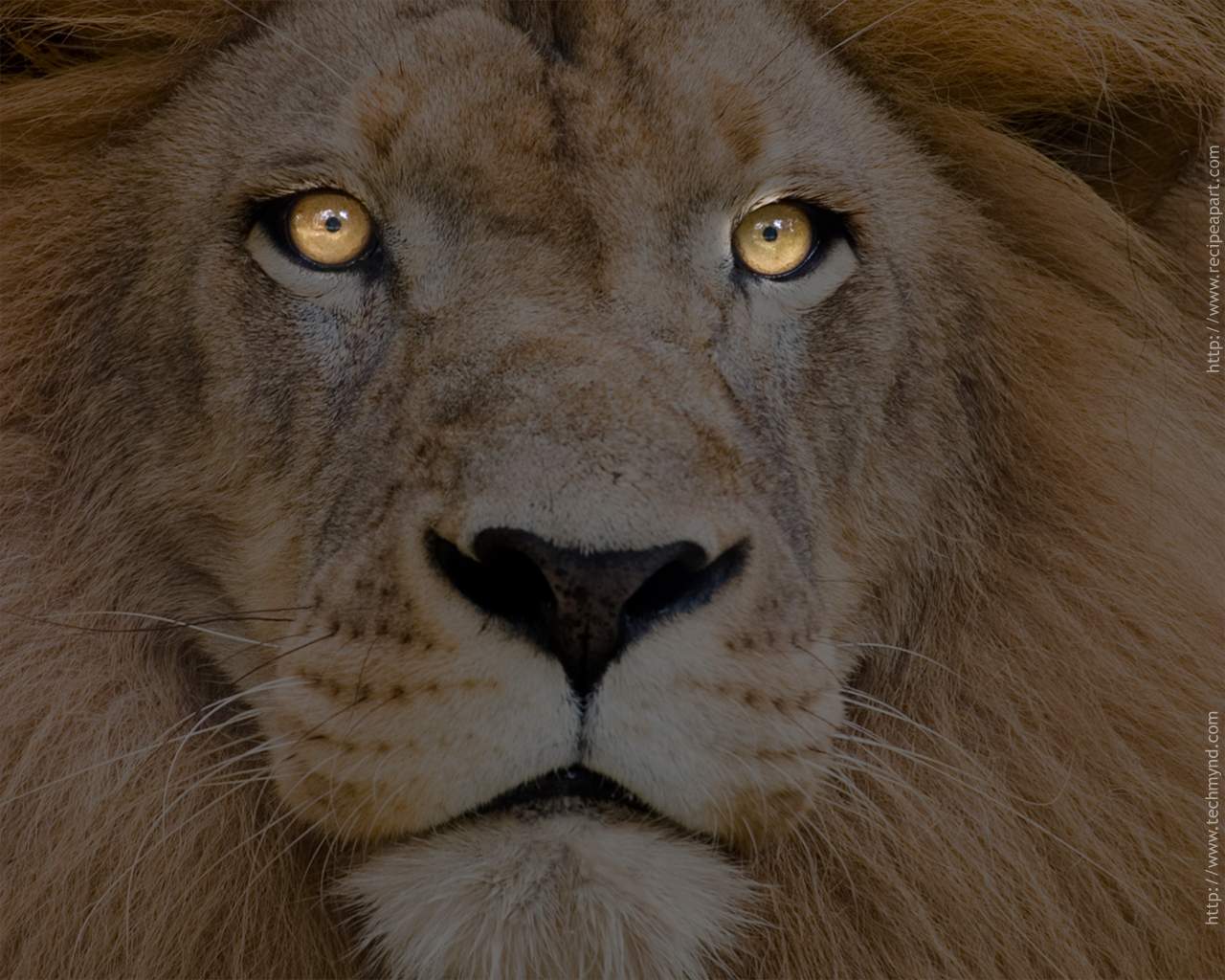 Lion Wallpaper Desktop HD In Animals Imageci