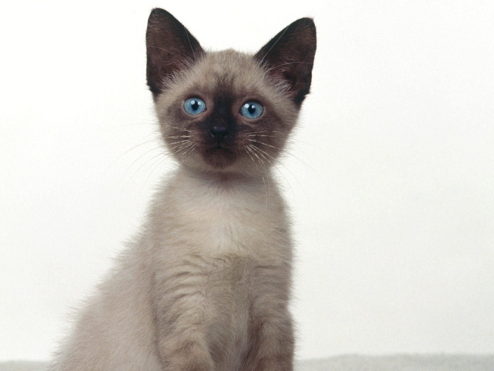My Top Collection Siamese Cat Wallpaper