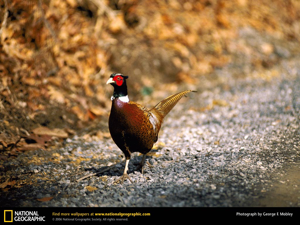 Pheasant Picture Desktop Wallpaper