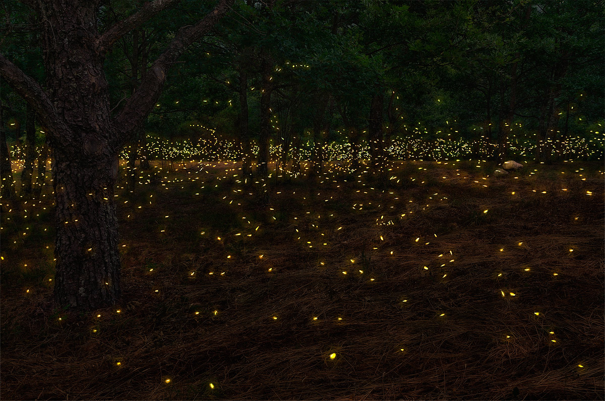 A Firefly Festival To Light Up You Summer Nights