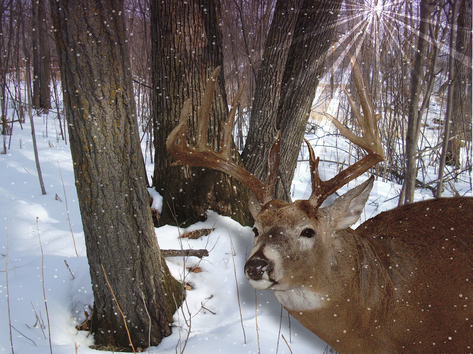 HD Wallpaper Whitetail Deer Hunting X Kb Jpeg