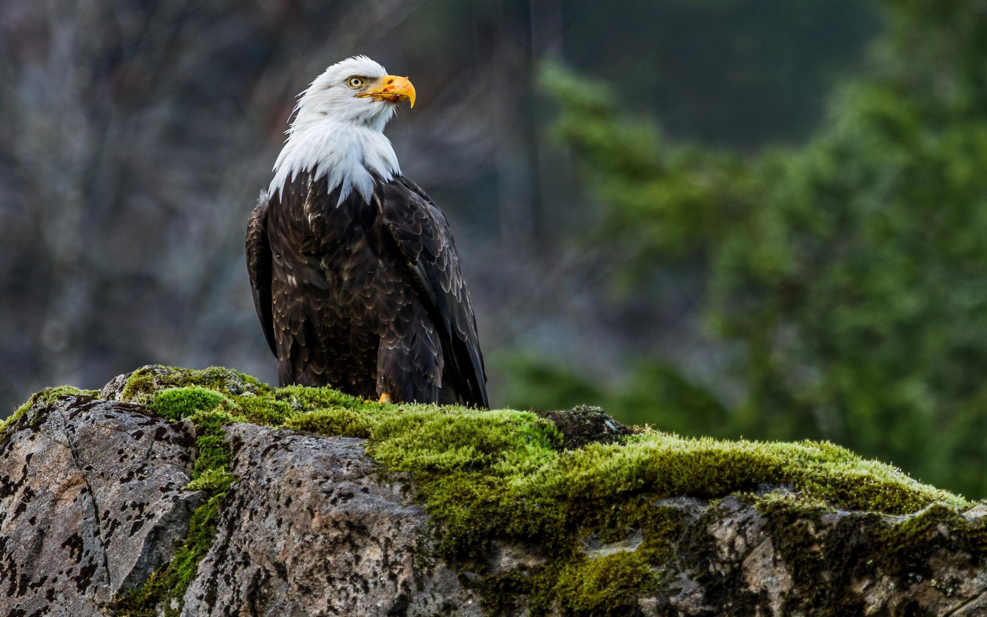 The Bald Eagle High Quality And Resolution Wallpaper On