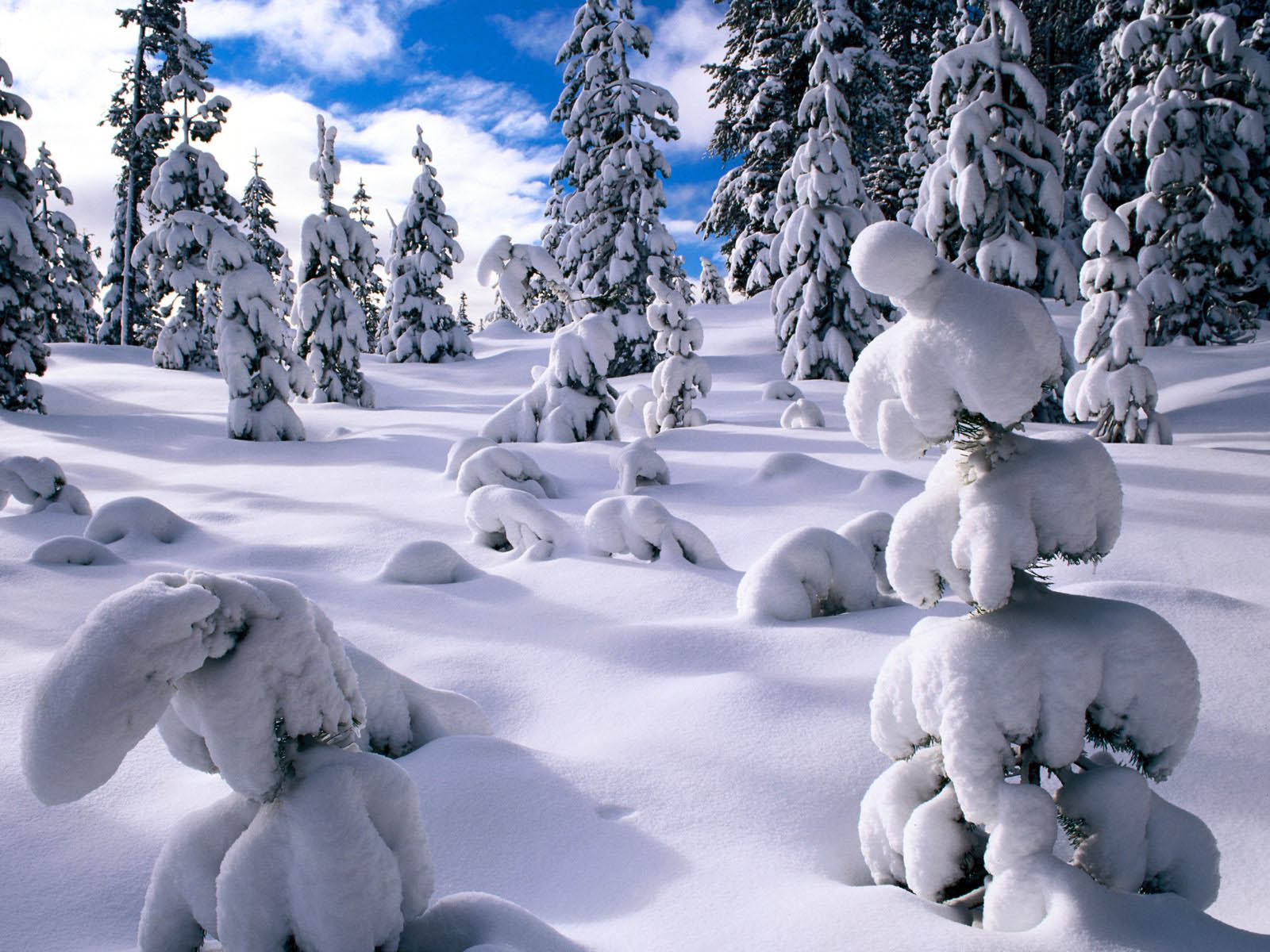Snow-covered trees in a winter wonderland landscape