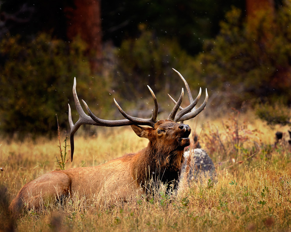 Location Colorado Park Rocky Mountain National Season Fall