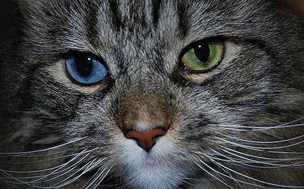 Cats With Two Different Eye Colors Amazingmaterial