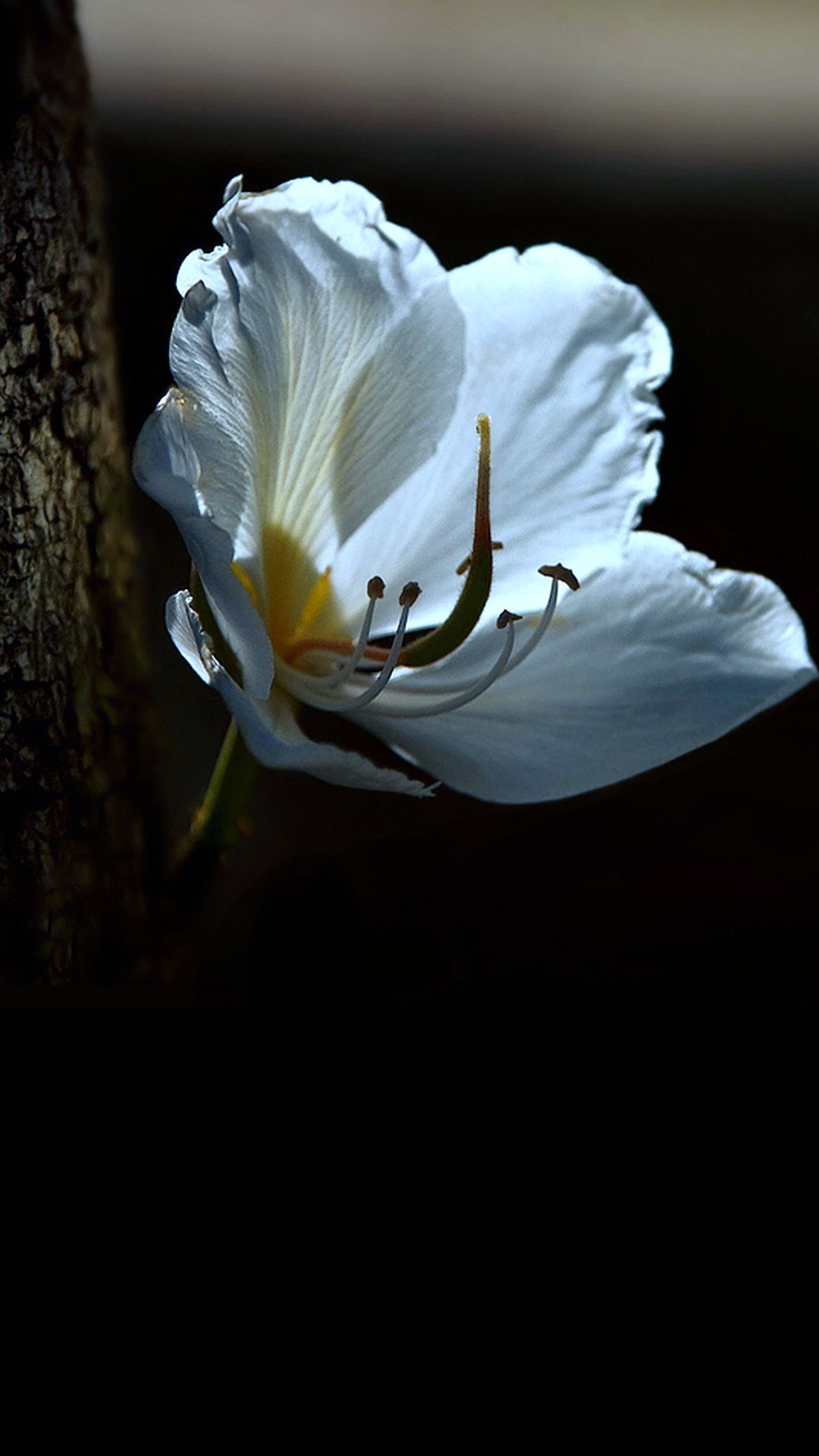 White Flower iPhone Wallpaper