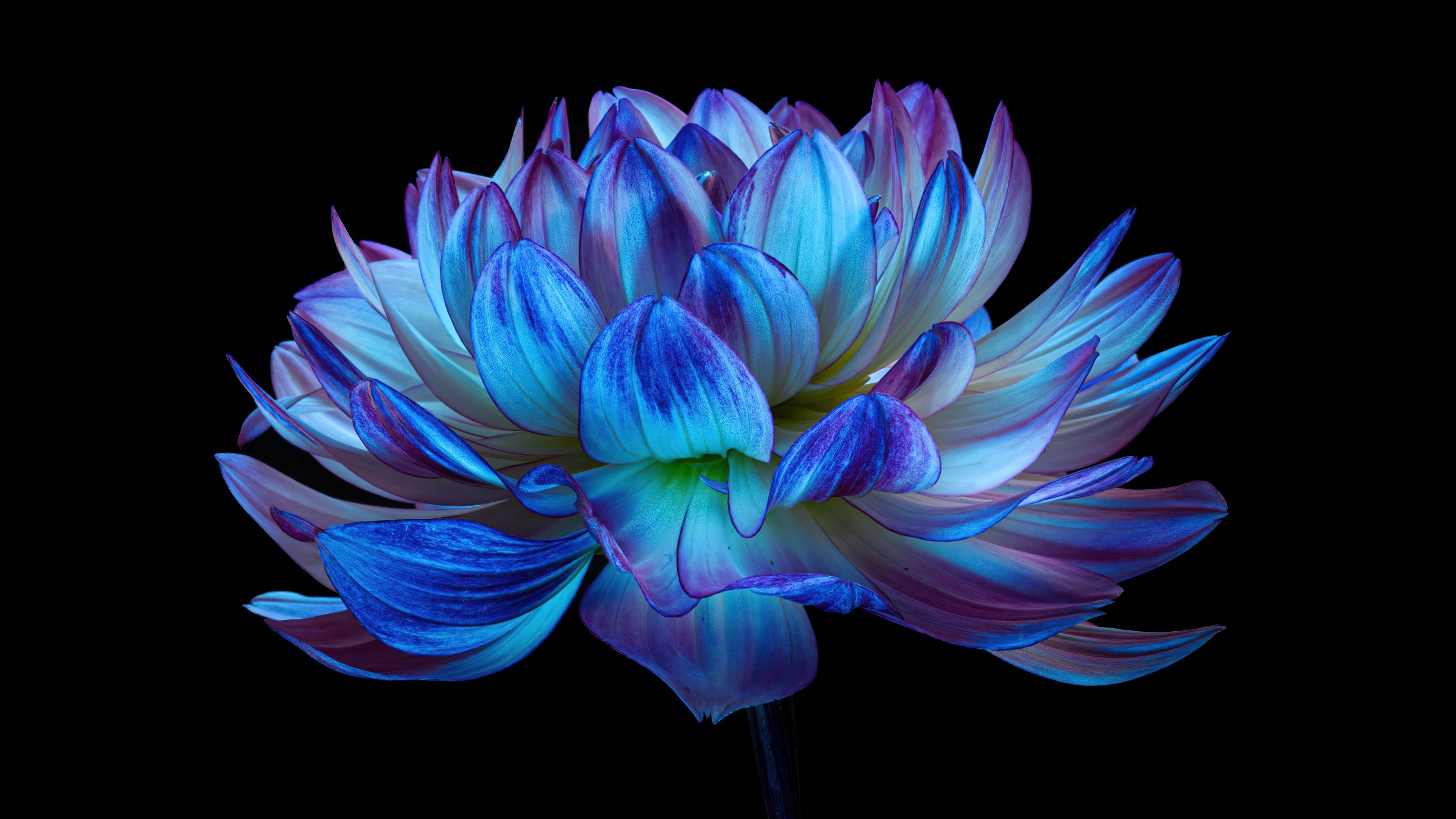 Dahlia Flower Wallpaper 4k Blue