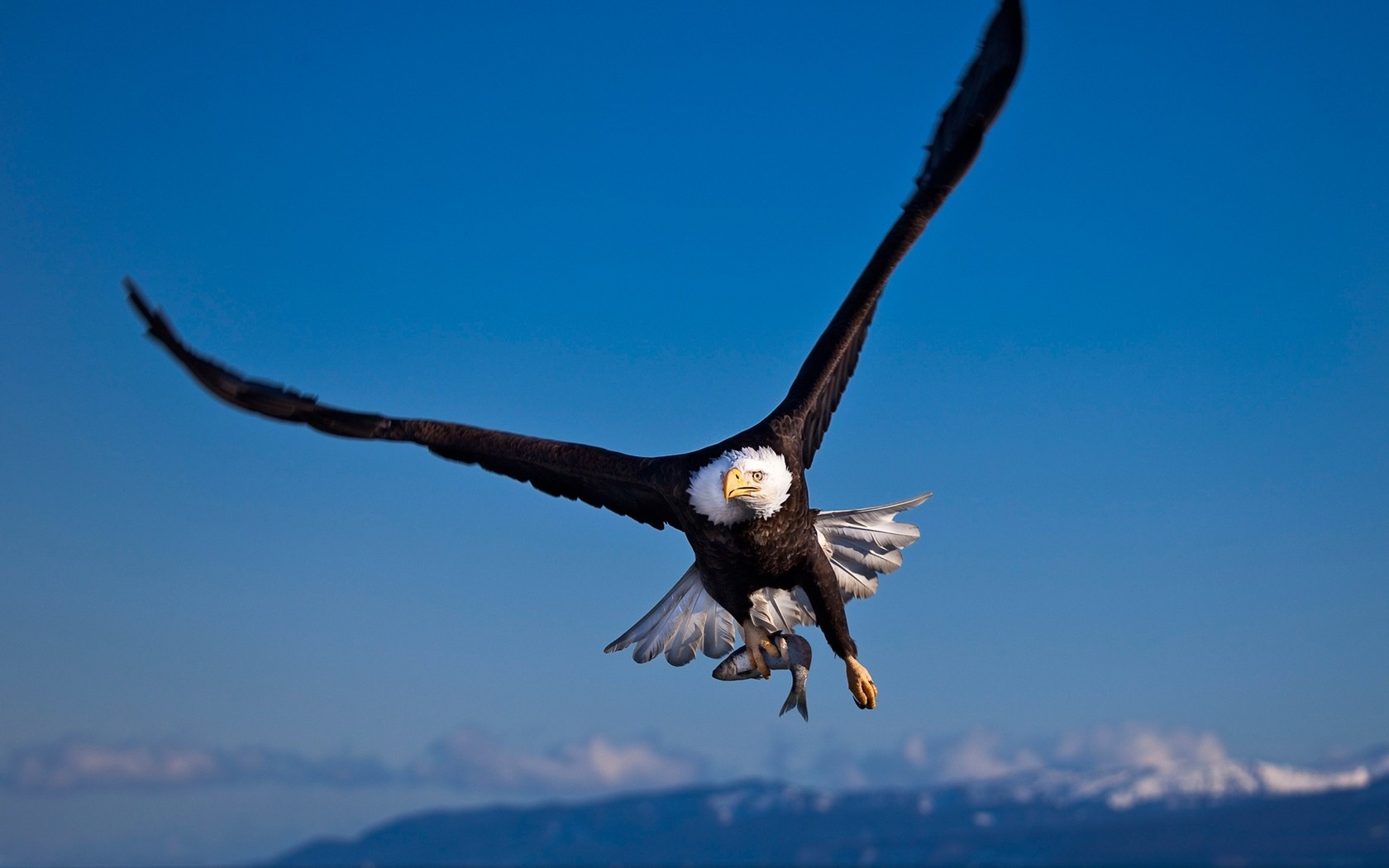 Eagle Bird Desktop HD Wallpaper Wallapers For