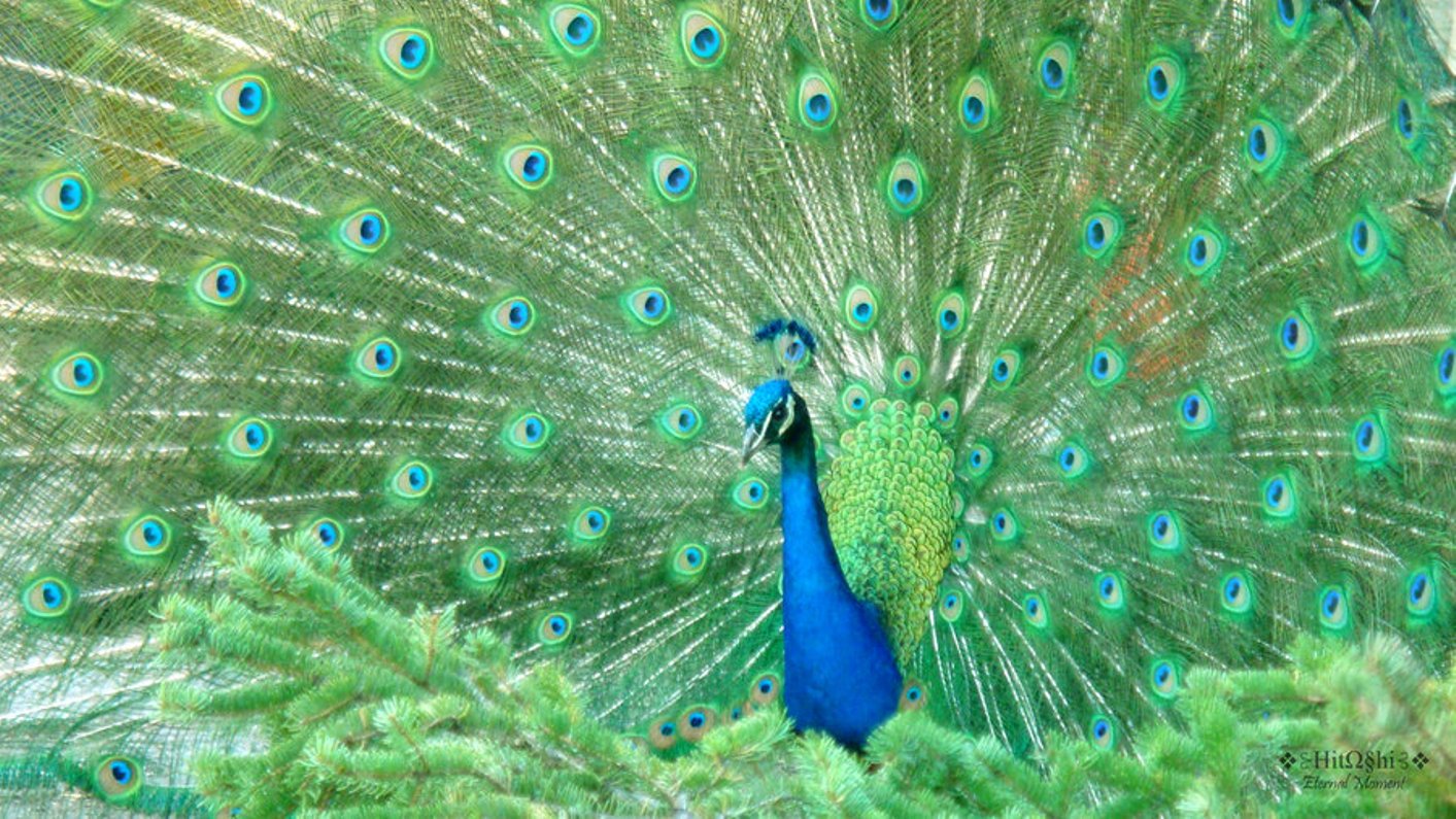Wallpaper Desktop Peacock Feather
