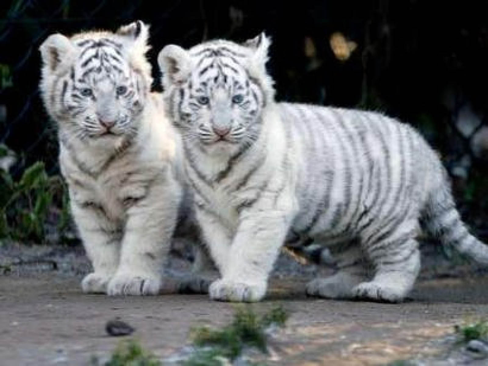 Free Download Baby Tiger White Beautiful Pictures Photos Of By Free Download Baby Tiger White Beautiful Pictures Photos Of By