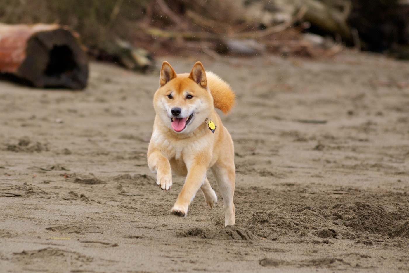 Running Shiba Inu Dog Photo HD