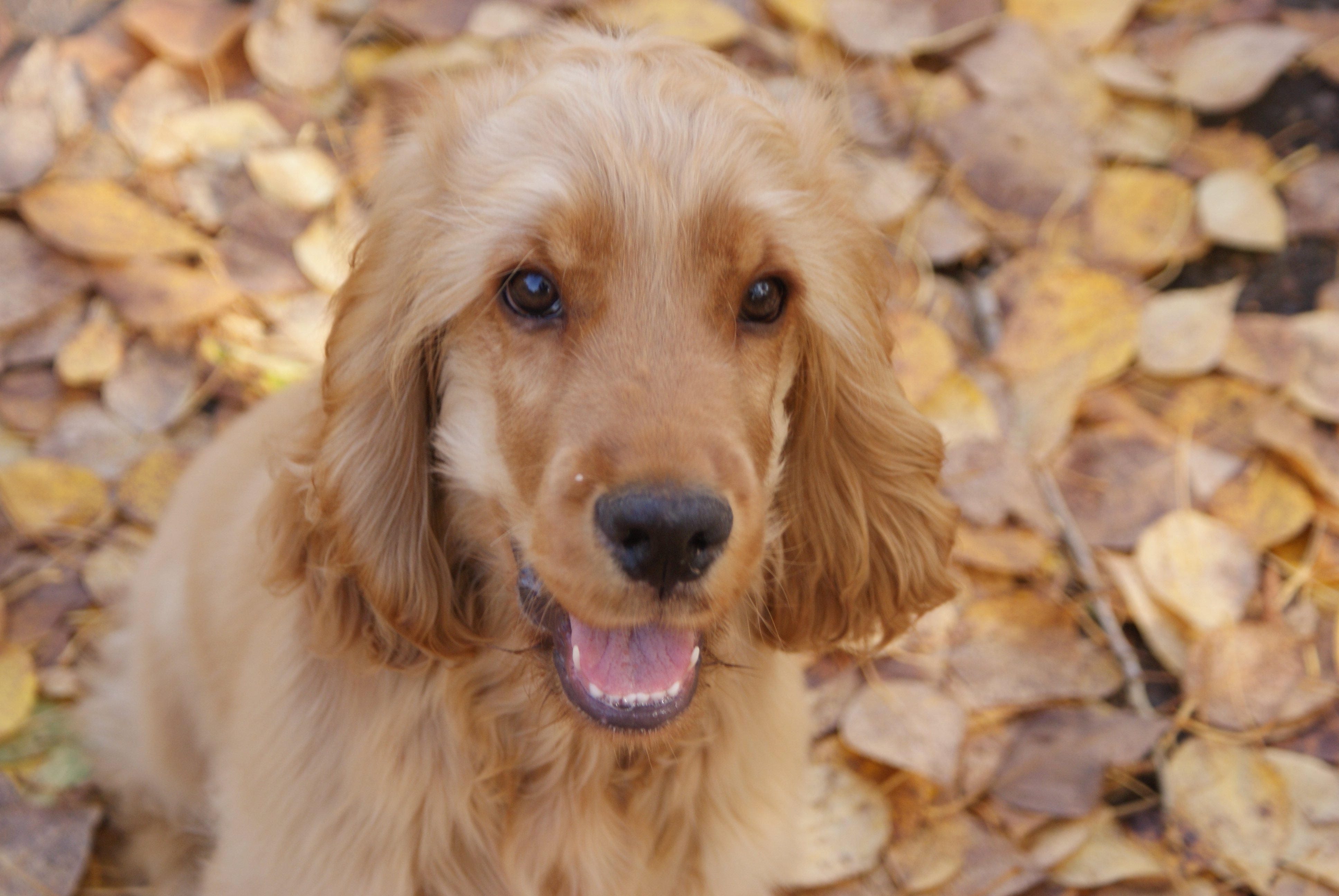 Cocker Spaniel On Autumn Leaves Wallpaper And Image