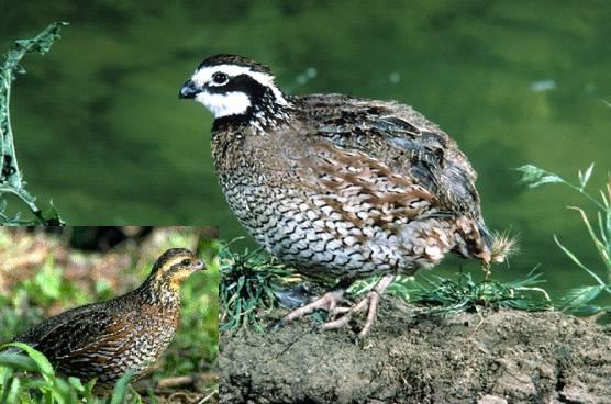 Quail Wallpaper Picture Photo Animal Pictures