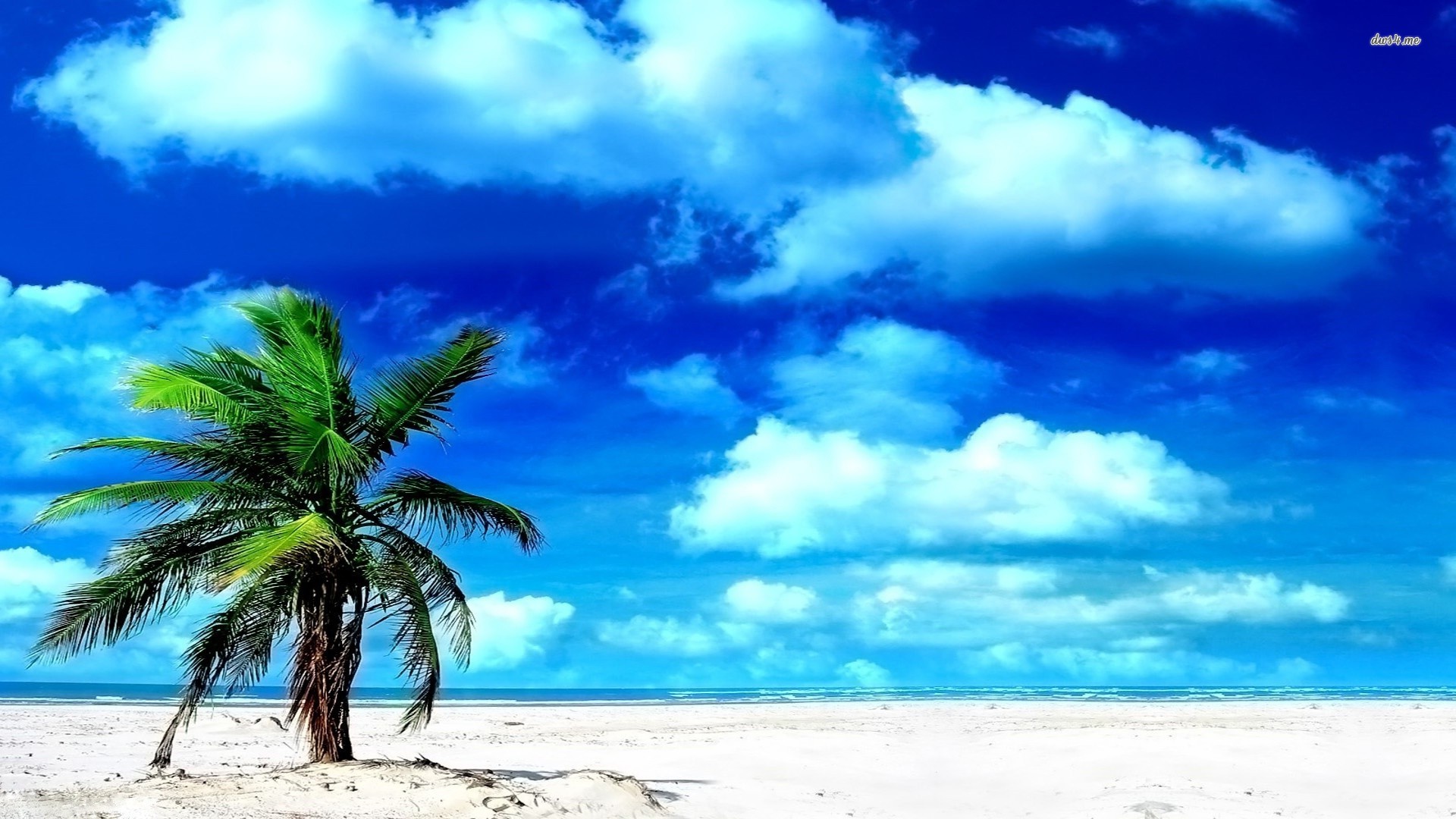 Lonely Palm Tree Desktop Background For HD Wallpaper Wall
