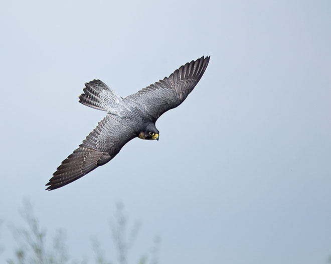 Peregrine Falcon Flying Wallpaper