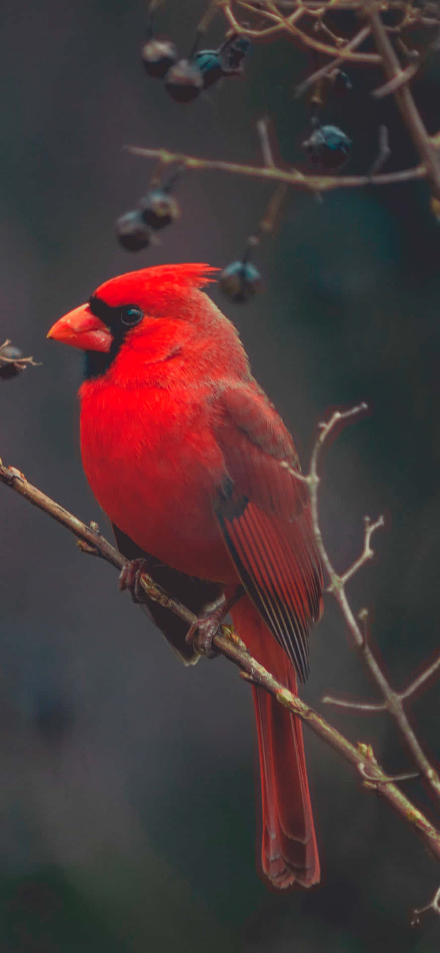Red Cardinal Bird For iPhone Wallpaper