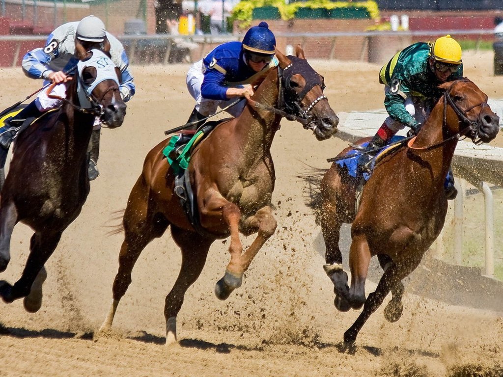 Racing Horse Horses Beautiful In The Race Wallpaper With