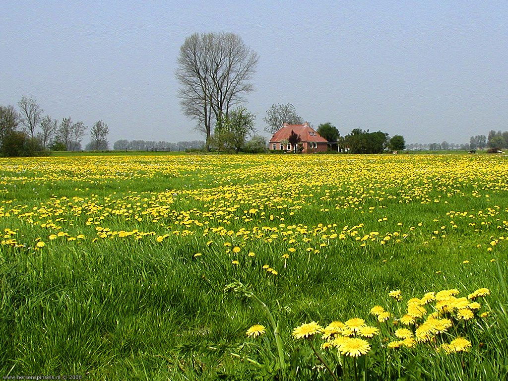 Wallpaper Field Of Flowers Spring On The Country Side A Typical