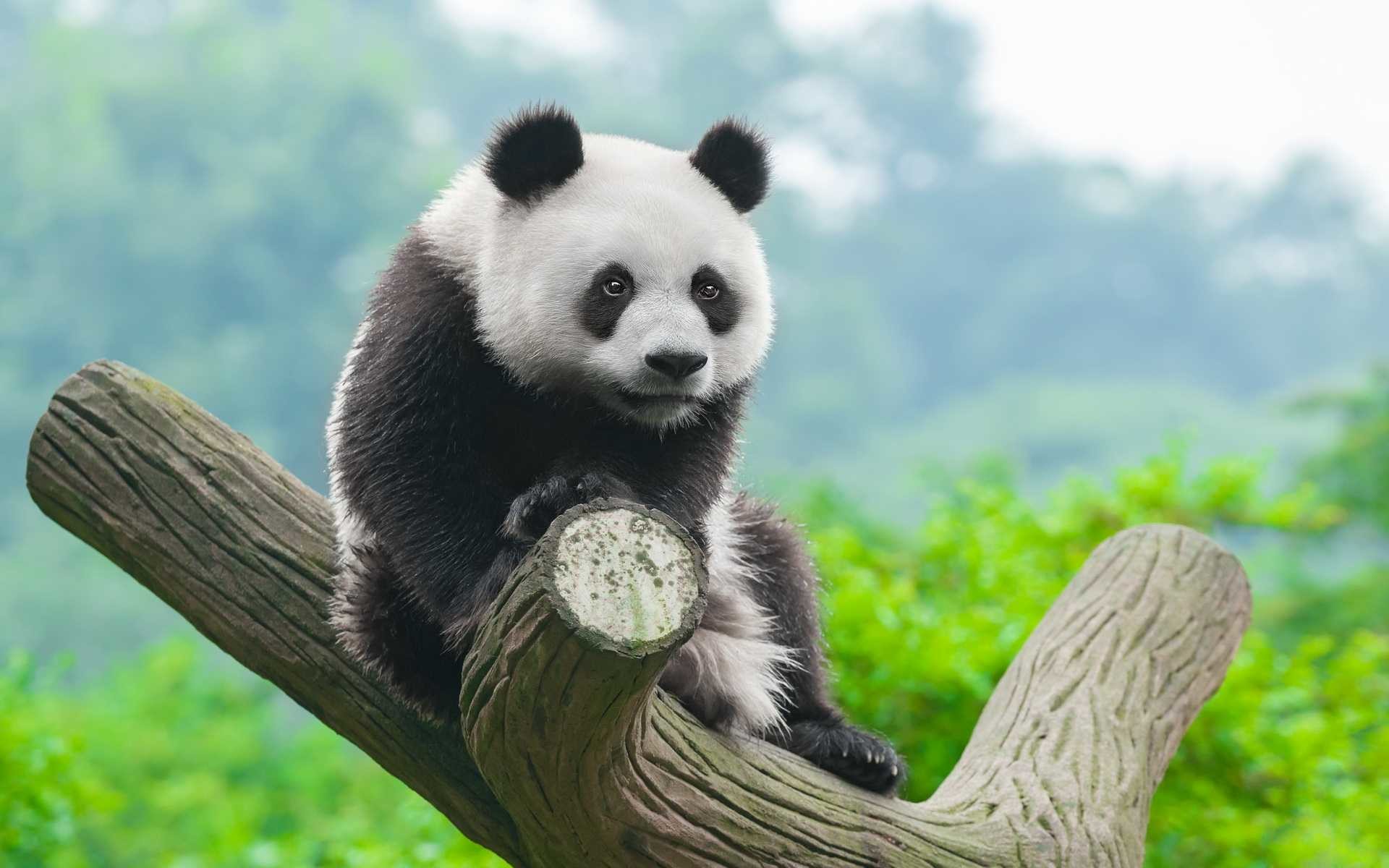 A cute baby panda sits perched on a tree branch, looking towards the camera