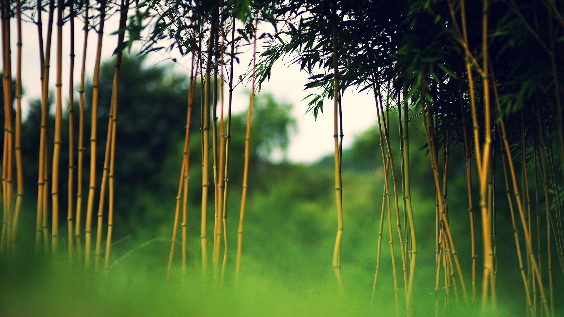 Bamboo Puter Wallpaper Desktop Background Id