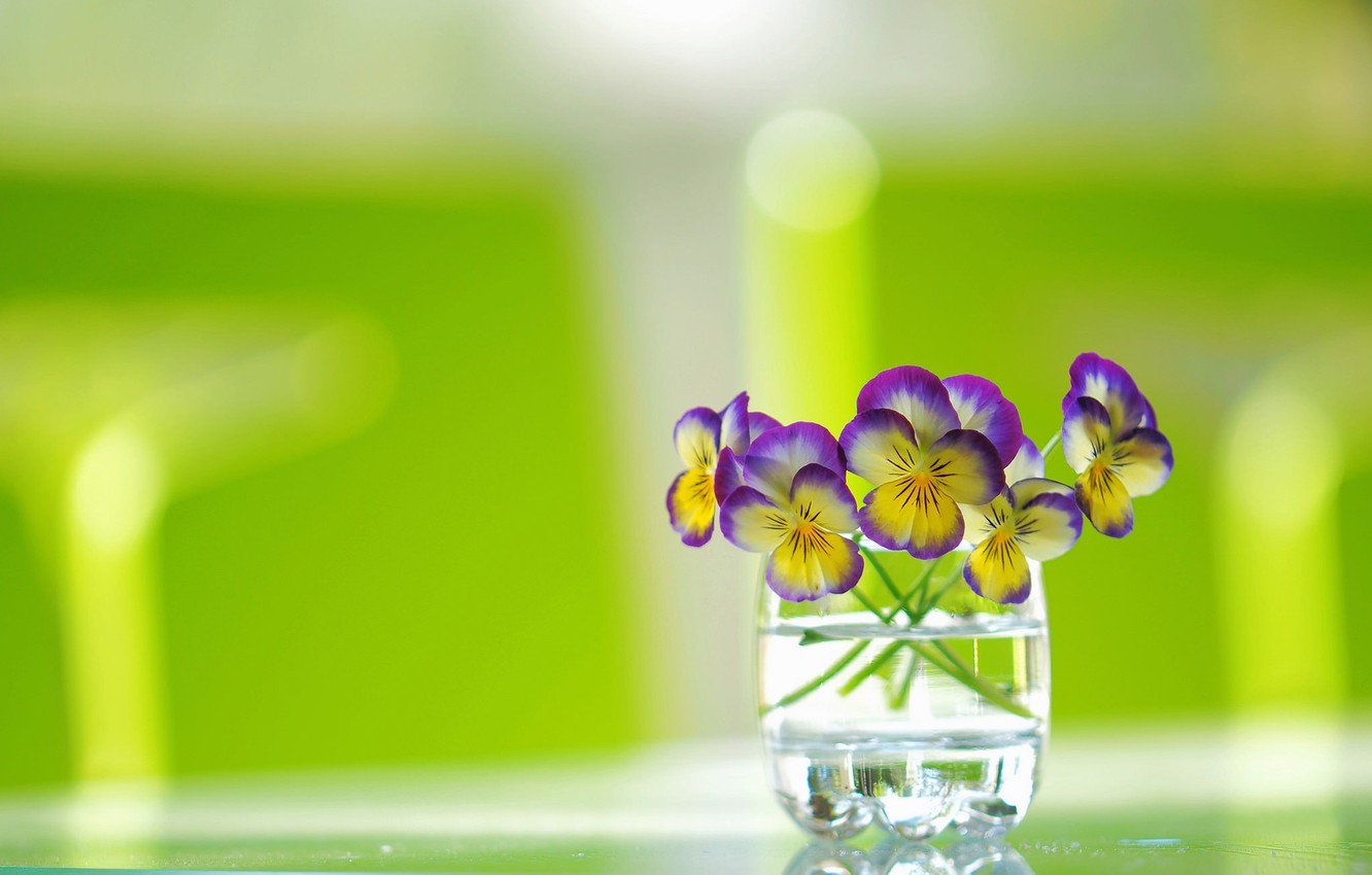 Wallpaper Glass Background A Bunch Pansy Viola Tricolor Image