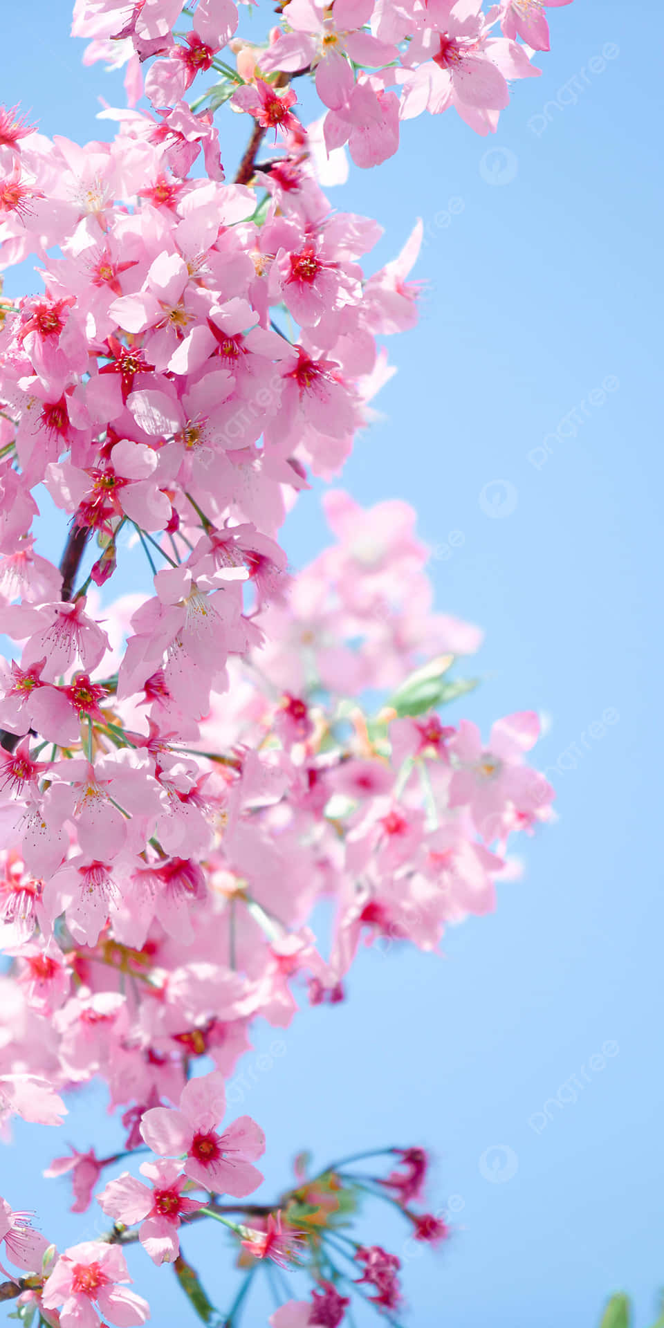 Pink Cherry Blossom Wallpaper