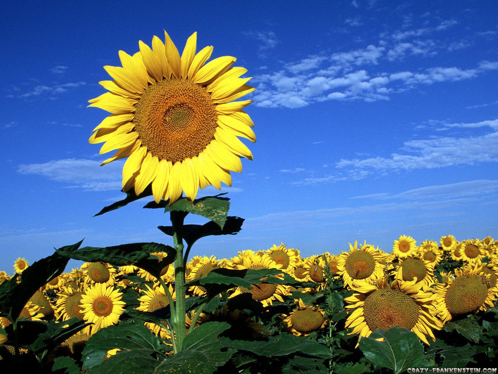 Place For Free HD Wallpapers Desktop Wallpapers Spring wallpapers