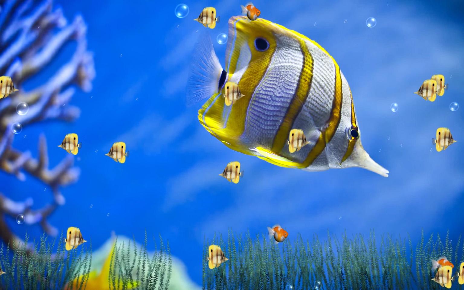 Walpaper Aquarium Bergerak Software Fish