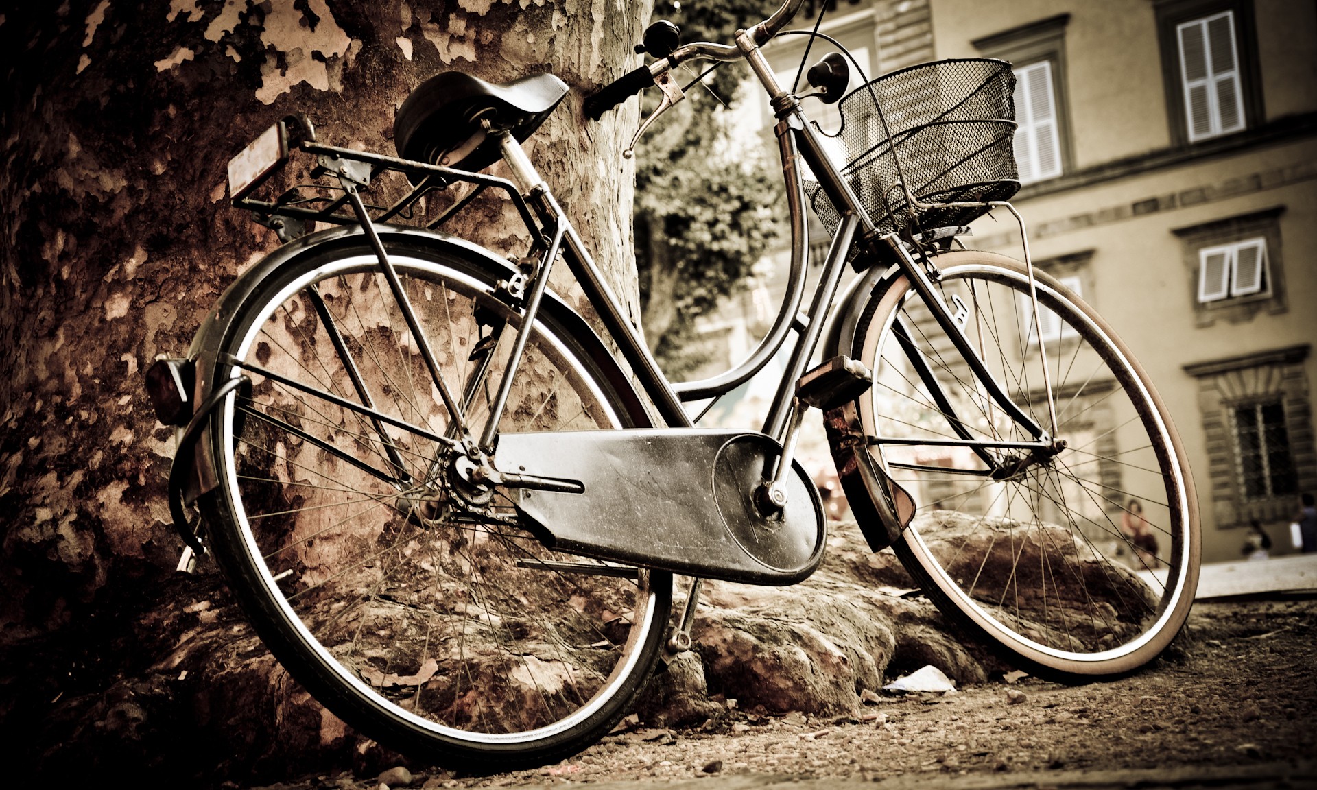 Old Bicycle On The Tree Wallpaper Background With