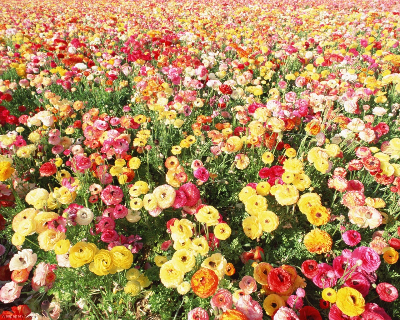 Colorful Flowers Field Flower Wallpaper Bloom