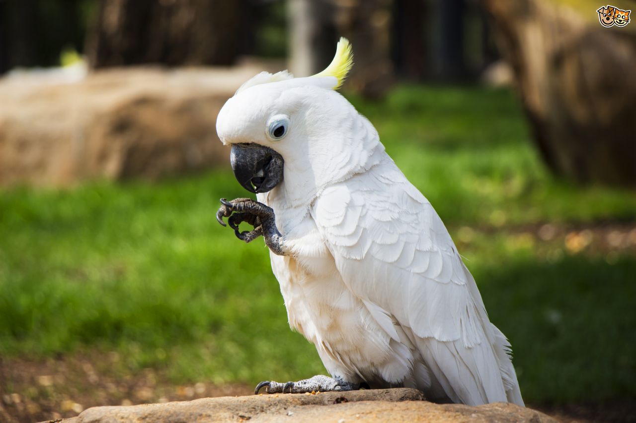 White Cockatoo Background The