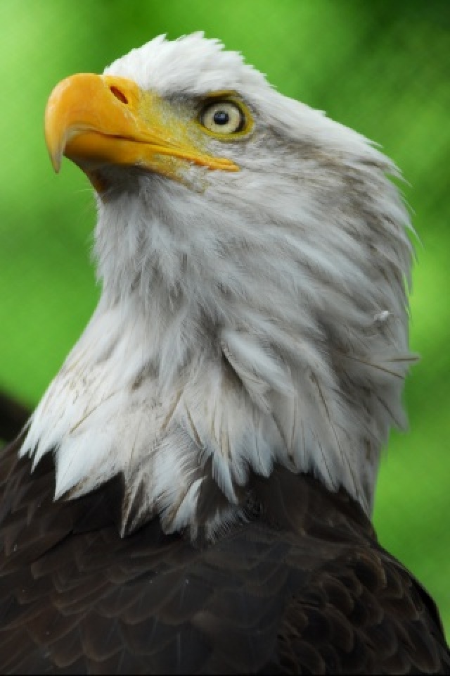 Bald Eagle animals wallpaper for iPhone download free
