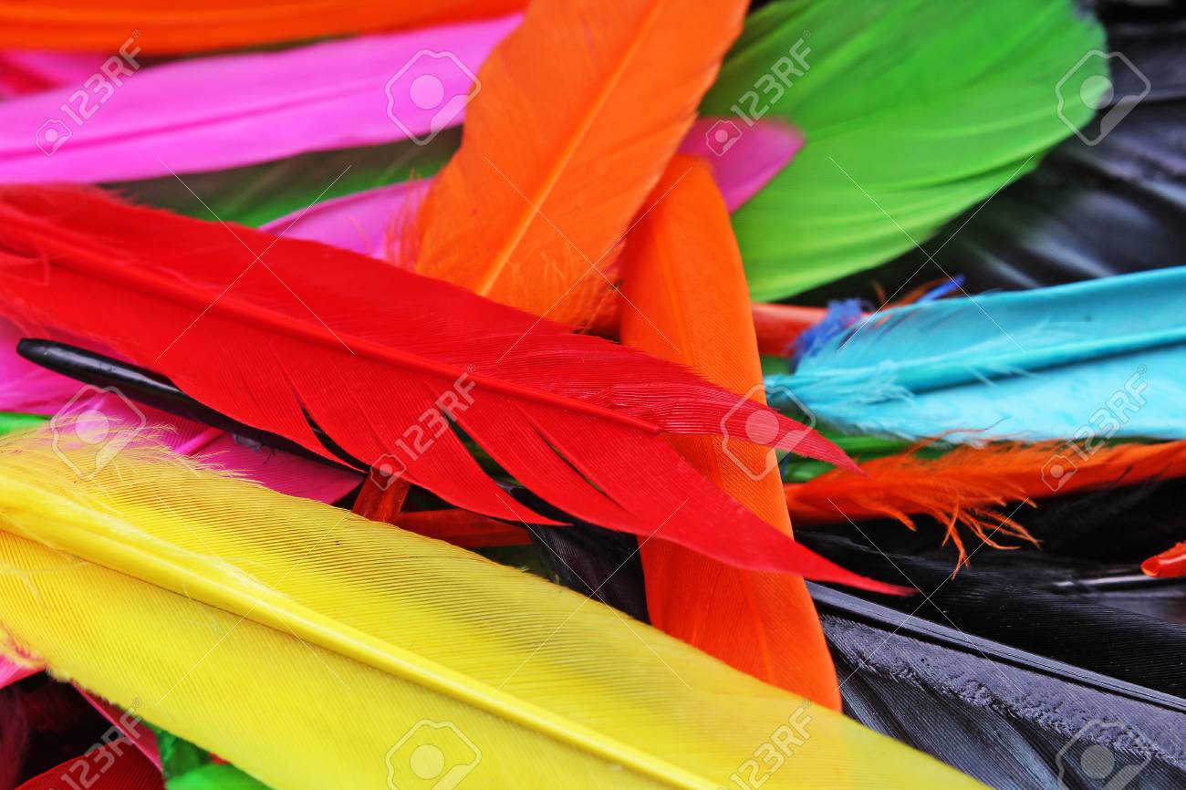Beautiful Rainbow Color Colored Bird Feathers Parrot Colors