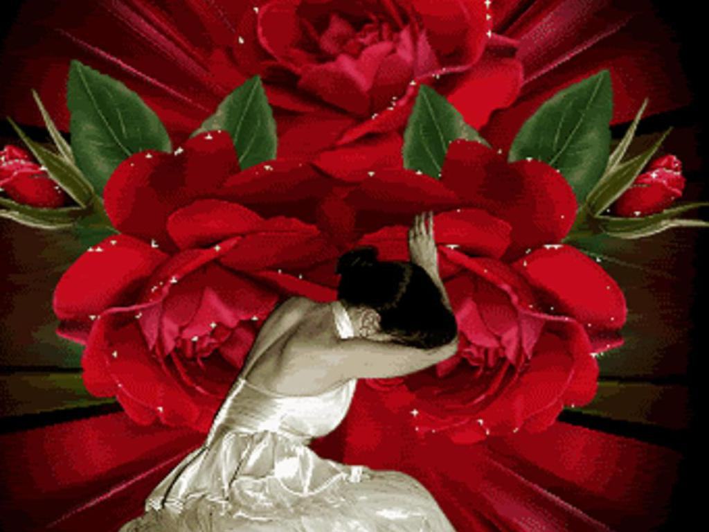 Rosa Roja Wallpaper HD Amp Background