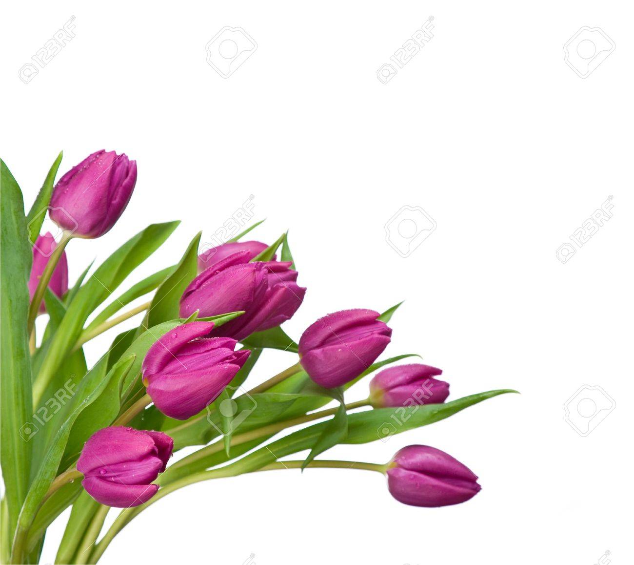 🔥 Free download Purple Tulips Isolated On A White Backgroundplease Have ...