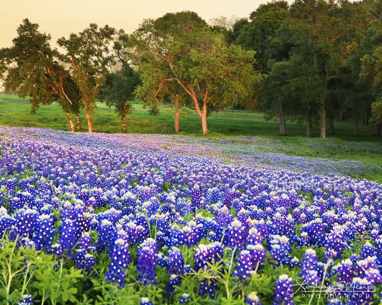 Amazon Photo Bluebonnet Field By Travlin Photography