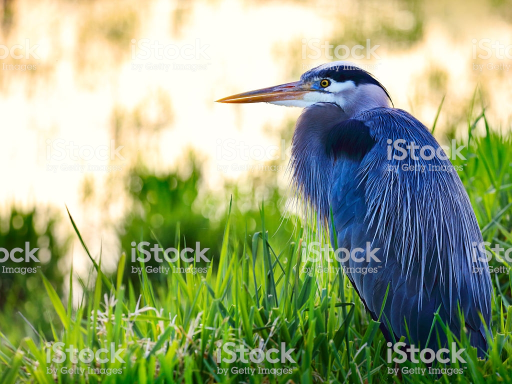 Free download Great Blue Heron Wallpaper 1024x768 px OL9PP33