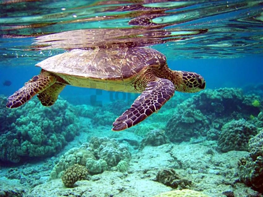 Free download HD PNG swimming turtle underwater water wallpaper